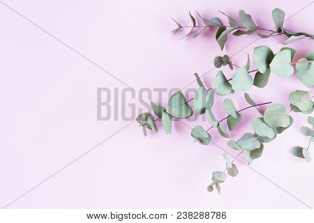 Green Floral Composition With Silver Eucalyptus On Pink Background. Healing Herbs For Cards, Wedding
