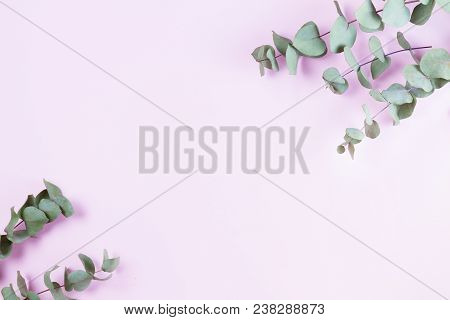 Green Floral Composition With Silver Dollar Eucalyptus On Pink Background. Healing Herbs For Cards, 