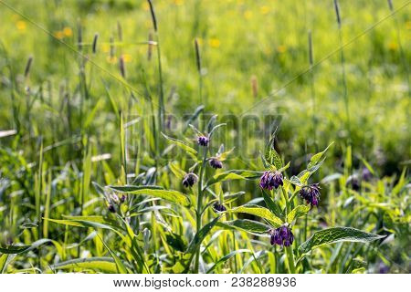 Purple Blooming Of A Common Comfrey Plant. Comfrey Is Used In Folk Medicine As An Alternative Medici
