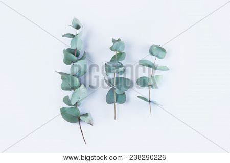 Green Floral Composition With Silver Eucalyptus On White Background. Healing Herbs For Cards, Weddin