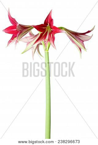 Amaryllis Hippeastrum Exotic Sybister Machala Close Up Isolated On White Background