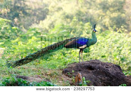 Wild Male Green Peafowl / Peacock (pavo Muticus) In Breeding Plumage (taken From Southeast Asia)