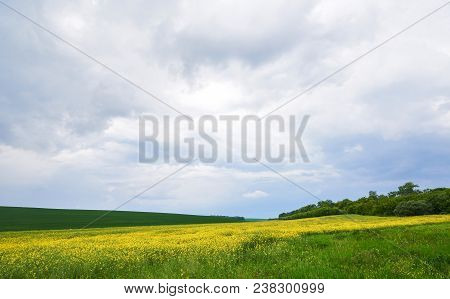 Field Of Bright Yellow Rapeseed In Spring. Rapeseed Brassica Napus Oil Seed Rape.