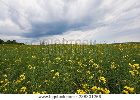 Field Of Bright Yellow Rapeseed In Spring. Rapeseed Brassica Napus Oil Seed Rape.