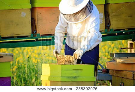 Beekeeper Is Taking Out The Honeycomb On Wooden Frame To Check The Bee Colony