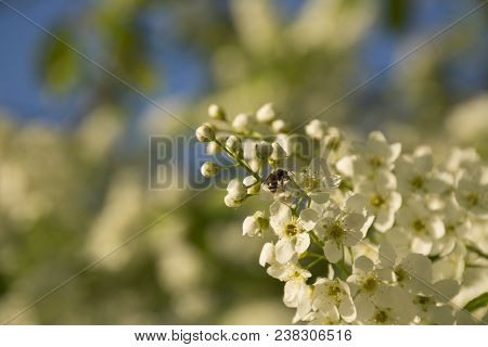 Bird Cherry Flowers With Bee In Bloom Closeup. Prunus Padus. White Spring Background