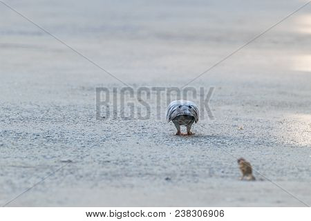 Bird (dove, Pigeon Or Disambiguation) Pigeons And Doves Are Likely The Most Common Birds In The Worl