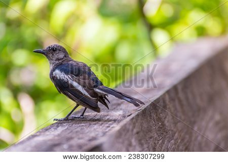 Bird (oriental Magpie-robin Or Copsychus Saularis) Male Black And White Color Perched On Floor In A 