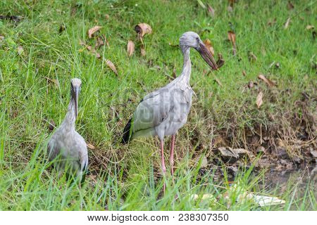 Bird (anastomus Oscitans Or Ciconiidae) White Color In A Pond Or Water In A Nature Wild
