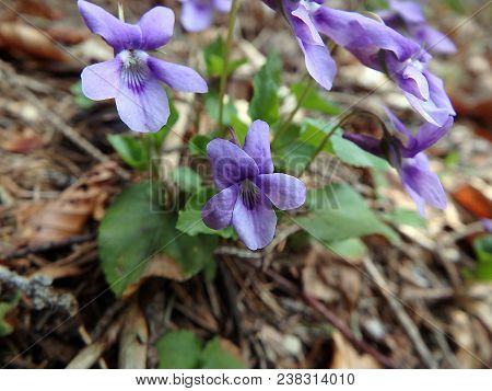 Viola Reichenbachiana, Wild Forest Violet In The Spring Forest