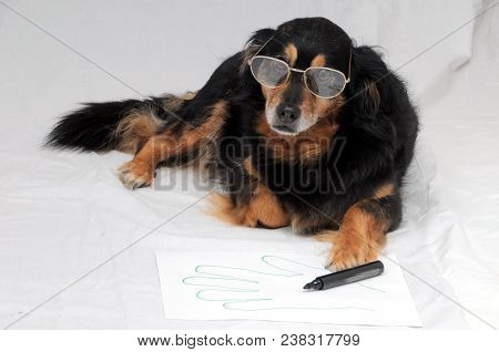 One Female Old Black Dog Drawing On A White Paper
