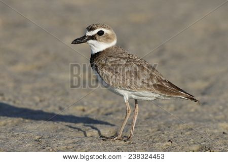 A Wilsons Plover, Charadrius Wilsonia In Morning Sun On A Mudflat In Florida