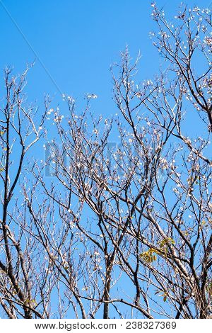 Dried Pot Of Padauk On Deciduous Tree In The Autumn Season With Blue Sky Background