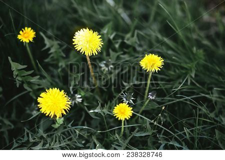 Bright Yellow Dandelion On A Juicy Green Meadow