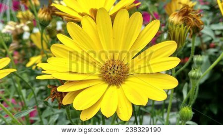 Yellow Gerber Flower With Long Petals. Selective Focus Flower