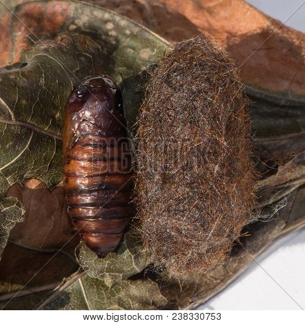 Two Brown Insect Cocoons Side By Side. One Is Smooth In Texture, The Other, A Woolly Bear Caterpilla