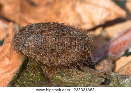 Close Up Side View Of A Woolly Bear Caterpillar Cocoon Stuck To A Dry Green Leaf By Silk And Shed Ha