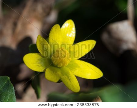 Ficaria Verna, Commonly Known As Lesser Celandine Or Pilewort Blooming In The Spring