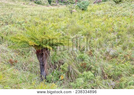 A Common South African Tree Fern Or Grassland Tree Fern, Cyathea Dregei, In A Grass Field Near Mahai