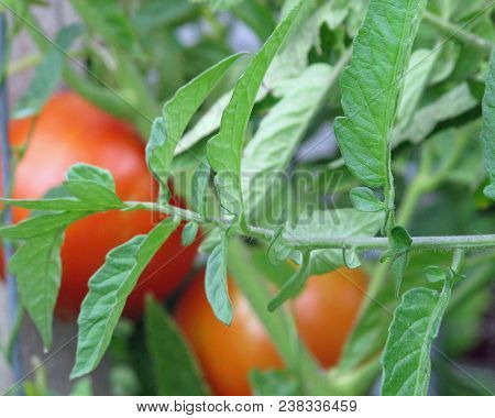 Tomato Plant Leaves With Fall Harvest Tomatoes In The Background
