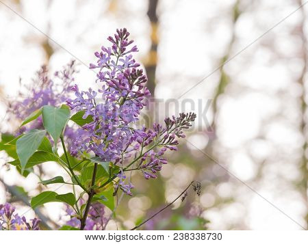 Lilac Blooming With Purple Flowers In Sunglight