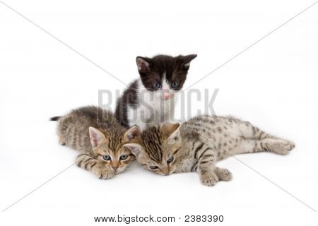 Drei Kitten Brothers (5 Wochen)