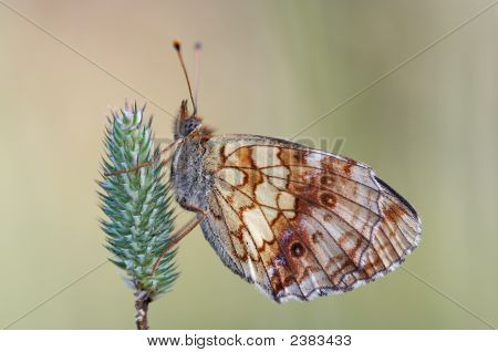 Satyr v trávě