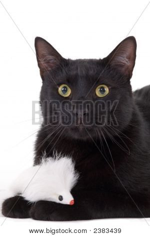 Schwarze Katze & weißen Maus