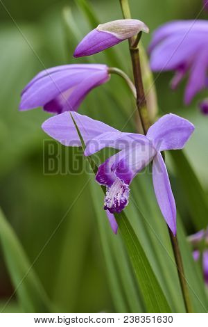 Blue Bletilla Striata Flower In The Garden