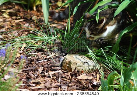 Domestic Cat Looking For Wild Little Brown Mouse In German Garden. Bark Mulch Floor.