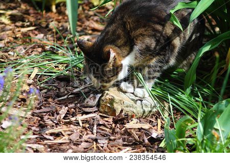 Brown White Domestic Cat Sniffing On Wild Mouse In German Garden. Bark Mulch Floor.