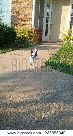 Black and white toy chihuahua dog running  fast