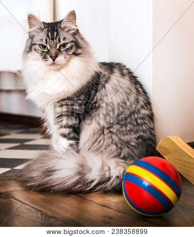 Gray Cat Sits Nearby To A Red Ball And Looks With Contempt