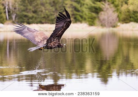 Birds Of Prey - Common Buzzard (buteo Buteo) Flying Over Lake.