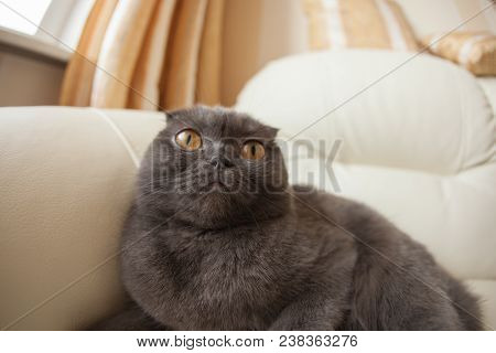 Funny Gray Scottishfold Cat Sitting On Sofa And Looking Up - Domestic Pets Concept.