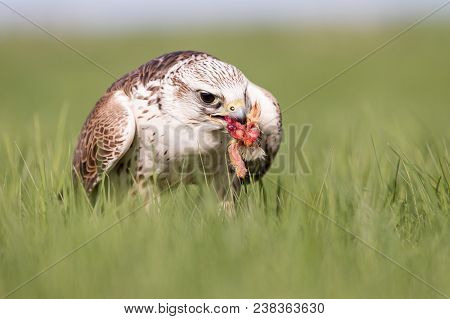 Close-up Portrait Of A Hobby Falcon, Falco Subbuteo, During Feeding On The Grass.