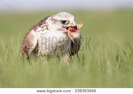 Close-up Portrait Of A Hobby Falcon, Falco Subbuteo, During Feeding On The Grass.