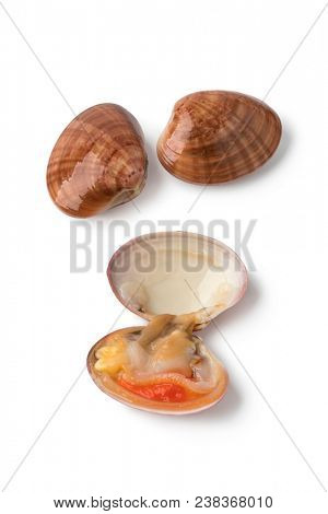 Fresh raw open smooth clam with two closed in the background on white background