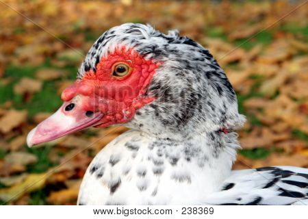 Canard