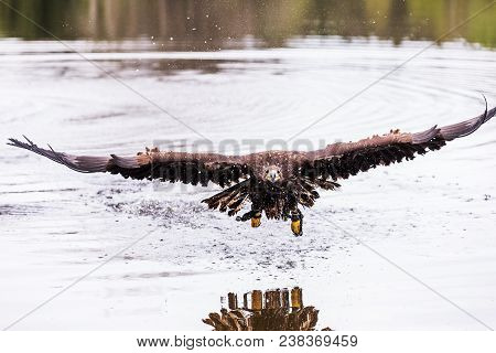 Birds Of Prey - Common Buzzard (buteo Buteo) In Lake Water