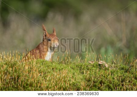 Squirrel Stands In The Moss And Watches Vigilantly