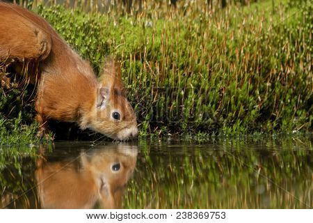 Squirrel Drinks In A Water On The Waterfront