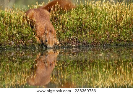 Squirrel Drinks In A Water On The Waterfront