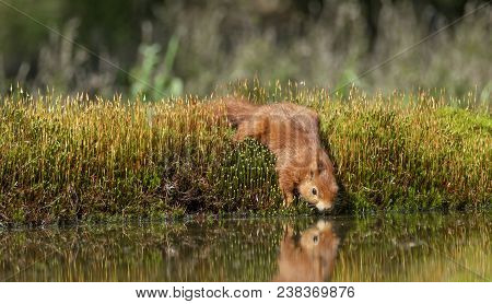 Squirrel Drinks In A Water On The Waterfront