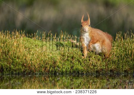 Red Squirrel Stands In The Green Moss Near The Water And Looks Around Alertly