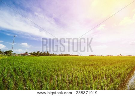 Rice Field Landscape, Paddy Field Landscape, South Borneo Indonesia