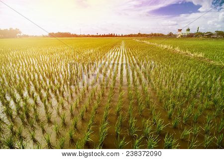 Rice Field Landscape, Paddy Field Landscape, South Borneo Indonesia