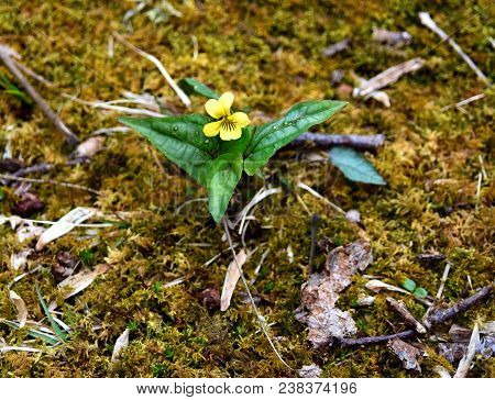 Bright Yellow Flower And Green Leaves Of A Halberd-leaved Violet In The Appalachian Mountains.