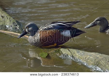 Australasian Shoveler - Anas Rhynchotis 
Male With Female Behind