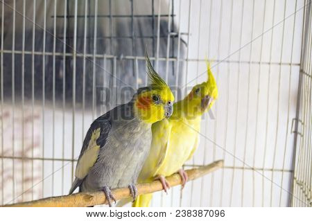 Yellow And Black Parrots Corella Is Sitting On A Swing In The Cage